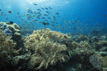 Fototapeta na wymiar Riot of underwater life. Diversity of form, fabulous colors of soft corals and colorful school of fishes. Picture was taken in the Ceram sea, Raja Ampat, West Papua, Indonesia