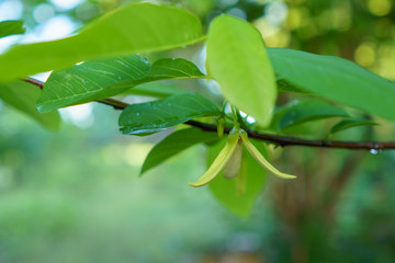 Sugar apple flower.