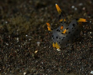 nudibranch