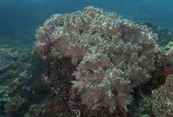 aquatic,beautiful,blue,colorful,coral,coral garden,coral reef,dive,ecosystem,environment,fantastic,indonesia,life,marine,natural,nature,ocean,photography,picture,raja ampat,reef,scuba,sea,seascape,sof