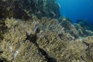 Beautiful soft corals in the Ceram sea, Misool, West Papua, Indonesia