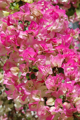 Bougainvillea rosa gelbe Blüten