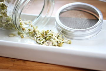 frische Sprossen im Glas