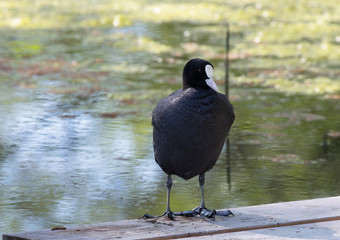  Eurasian coot