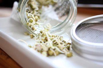 frische Sprossen im Glas