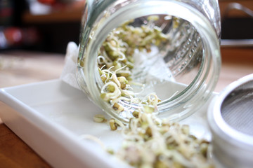 frische Sprossen im Glas