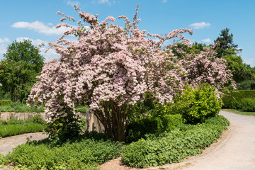 Blühende Weigelie