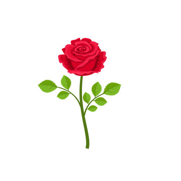 Realistic red rose isolated on white background