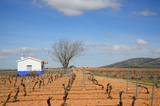 Fields with vines for grape crops in Valdepeñas.