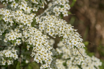 Spiraea