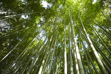 Fototapeta na wymiar bamboo forest 