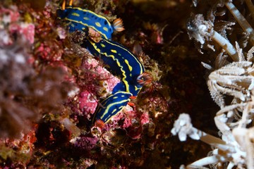 nudibanch