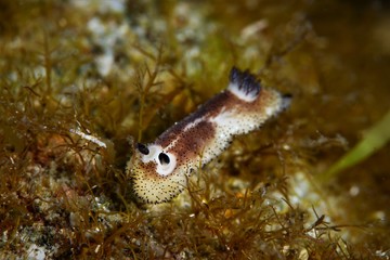 Obraz premium nudibanch