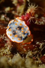 nudibanch