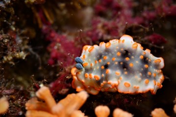 nudibanch