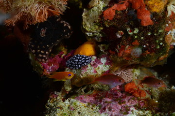 nudibanch