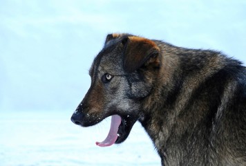 Naklejka premium Streunennder Hund in Tschernobyl