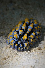 nudibanch