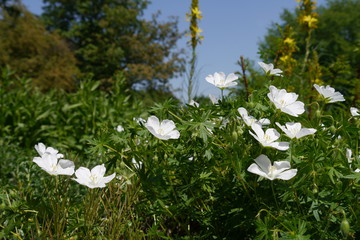 Wei&szlig;er Storchschnabel vor gelben Kerzen.