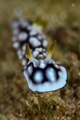 nudibranch