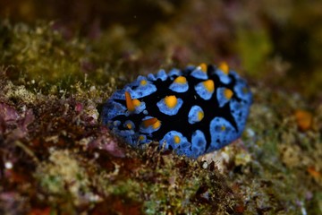 nudibranch