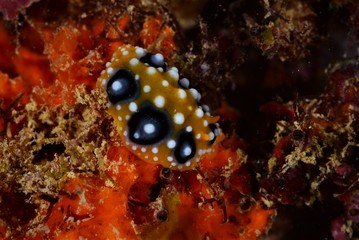 nudibranch