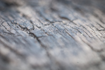 old wood element macro