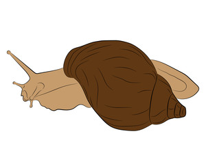 snail vector drawing illustration