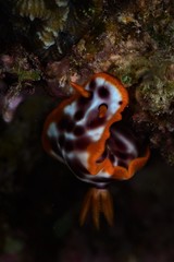 nudibranch