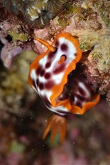 nudibranch