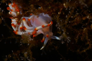 nudibranch