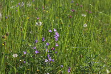Fototapeta premium Meadow flowers on a sunny summer day