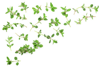 Fresh thyme spice isolated on white background with copy space for your text. Top view. Flat lay pattern