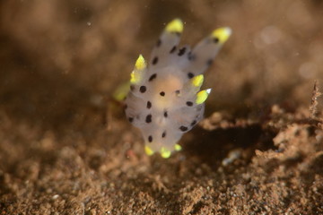 nudibranch