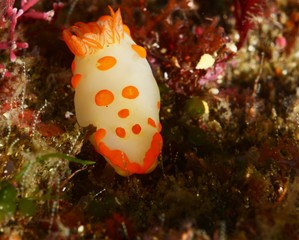 nudibranch
