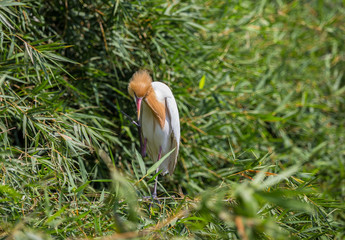 Eastern Cattle Egret ( Bubulcus coromandus ) on bamboo of Thailand.