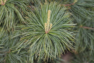Naklejka na ściany i meble Flowering pine branch