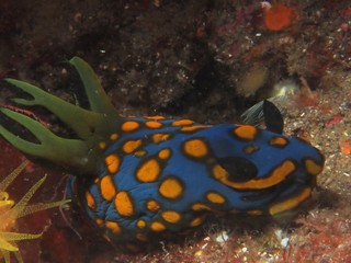 nudibranch