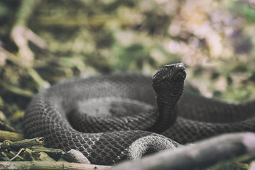 Snake poisonous viper spring curled in rings on dry last year's leaves. Vipera berus