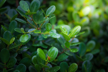 Plant with rain water drop and Saplings of plant sunlight over green background environment