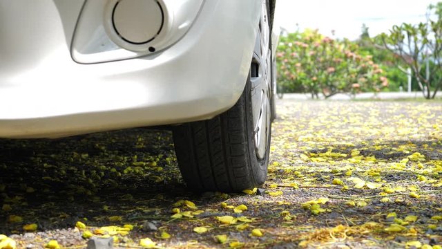 yellow  flower falling on road of car parking
