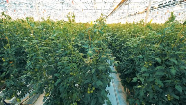 Spacious warmhouse with even rows of tomato seedlings