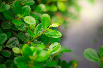 Plant with rain water drop and Saplings of plant sunlight over green background environment