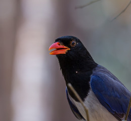 Red-billed blue magpie (Urocissa erythrorhyncha)  at Phukhieo wildlife sanctury national park, wildlife and plant conservation department of Thailand.