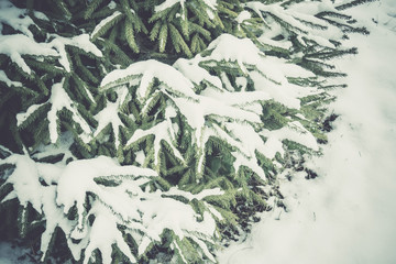 Evergreen tree under snow retro