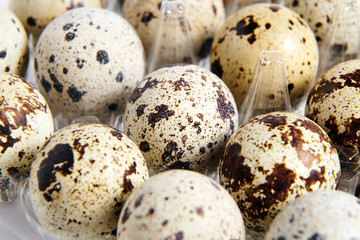 Quail spotted eggs in a transparent plastic container