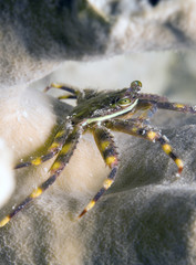 Caribbean coral reef, Nimble spray crab
