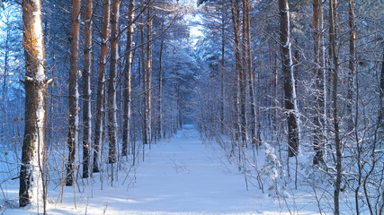 Winter forest