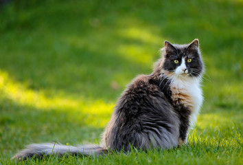 Naklejka na ściany i meble Norwegian forest cat female sitting in a garden 