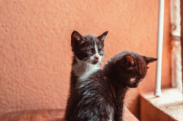 two kittens are sitting on the table
